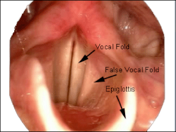healthy larynx